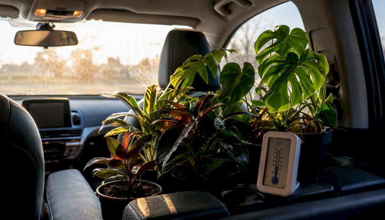 Potted plants in car passenger cabin