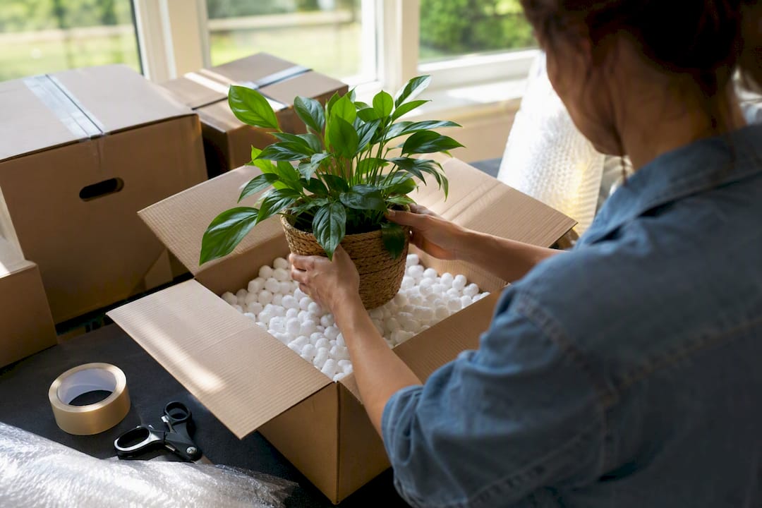 Hands wrapping houseplant for moving